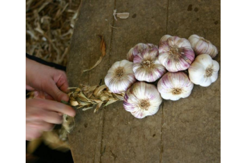 Ail Violet AOP ©TourismeHautsTolosans